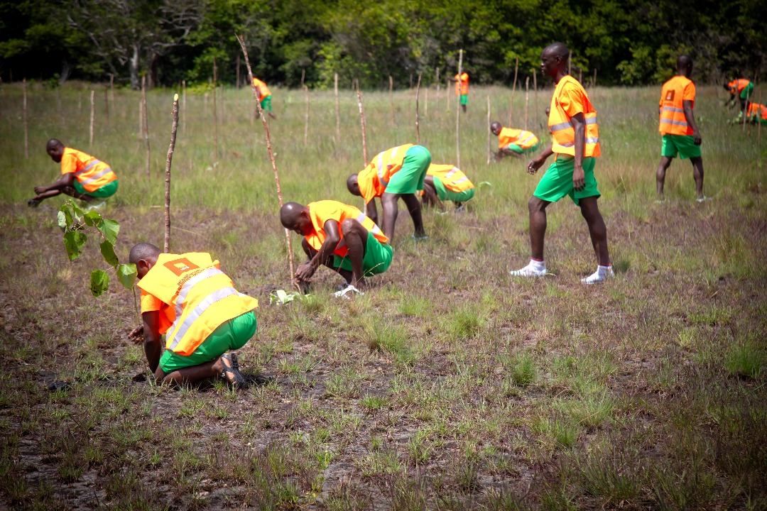 🌍 1.000 ha reboisés à Assinie !
Nos stagiaires volontaires de Bimbresso ont planté pour la planète aux côtés de la Fondation YES, Orange CI &amp; SODEFOR 🌱💪
« Fier d’avoir planté mon 1er arbre ! » – Yves, stagiaire 💬
#Environnement #OSCN #ServiceCiviqueCI #Reboisement