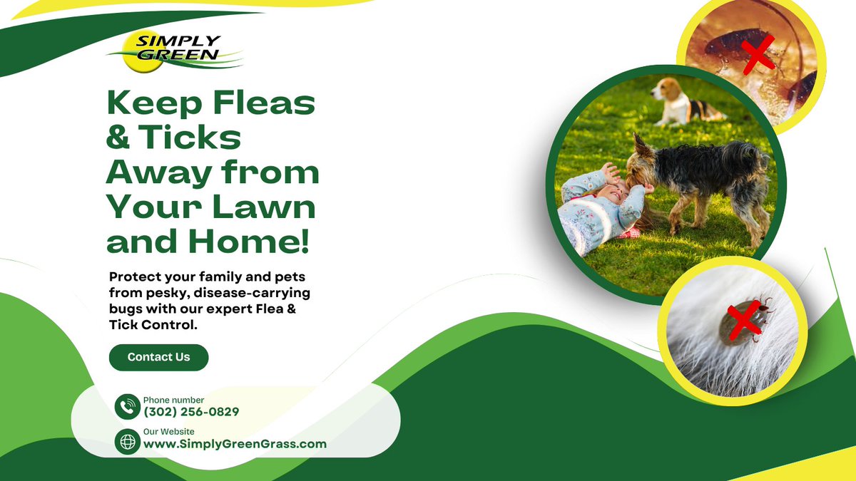 simplygreen_DE's tweet image. Fleas &amp;amp; ticks don’t belong in your yard—or your home. 🐾 One bite can spread multiple diseases.
Protect your family with our Flea &amp;amp; Tick Control! 🌿📞 (302) 256-0829 | 🌐 simplygreengrass.com
#FleaAndTickControl #SafeOutdoors #SimplyGreenLawnCare