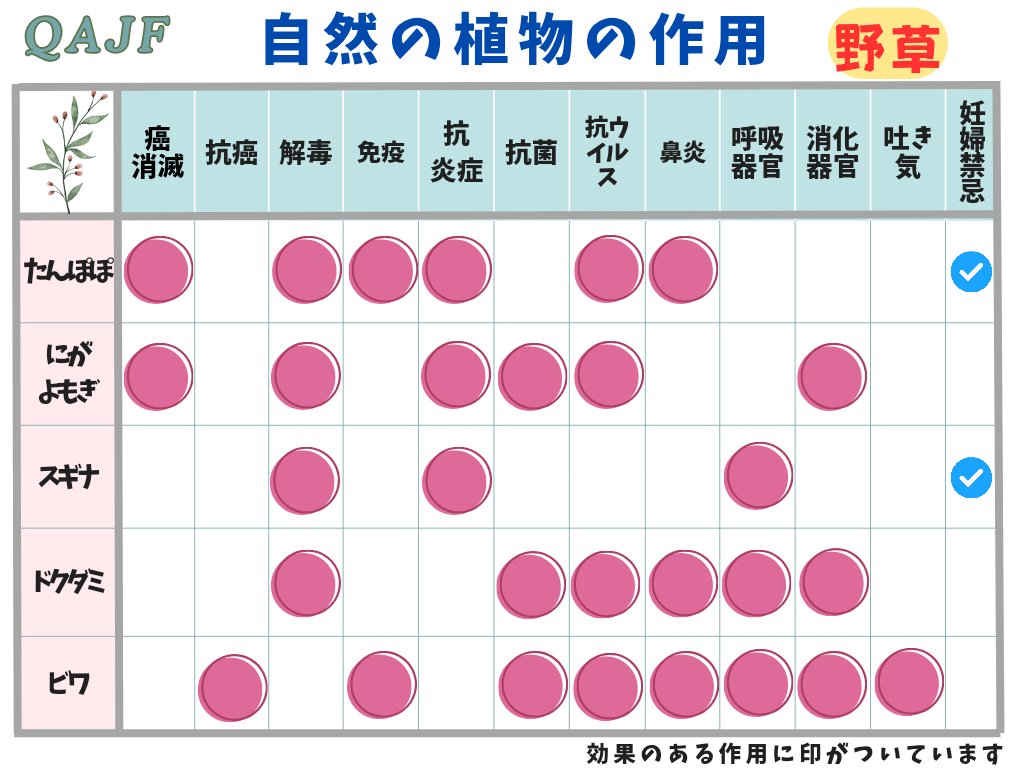 akko_qajf's tweet photo. 今はたんぽぽは綿毛になり飛んでしまっています。根を使ったたんぽぽコーヒー、茶はいかがでしょうか?

①根っこをタワシなどでよく洗いスライス
②根っこを乾燥させる(1週間くらい)
③茶色くなるまでフライパンで弱火でローストする
④フードプロセッサーやすり鉢で粉にする
⑤粉はコーヒーのようにドリップ、
粉にしきれなかった塊はお茶で頂く
🌼🌼🌼🌼🌼🌼🌼🌼🌼🌼🌼🌼🌼
驚くべきこと モンサントがなぜタンポポを狙ったのかがわかった：

「どこの庭にも生えているこのハーブの葉1枚で、1分間で命を救うことができる！

わずか48時間で白血病細胞の96％を死滅させる！

最近の研究で、タンポポの根は3種類のヒト白血病細胞に対して細胞毒性があり、わずか48時間で96％もの細胞を破壊することが明らかになった！

タンポポ茶は48時間以内に癌細胞を分解し、患者の体内で新しい健康な細胞の成長を促すことによって癌細胞に影響を与える。

この研究はハム博士が学生たちとともに行ったものである。

彼らは根のエキスを使用した9人の異なる患者から血液細胞を取り出し、それをいくつかの細胞に適用して培養した。24時間以内に細胞は死滅した。

他にも、タンポポエキスがガン、メラノーマ、前立腺ガン、乳ガンに対して有効な物質を持つ可能性があることを発見する研究が数多くなされている。

【タンポポの根/葉のその他の特性】
タンポポの根/葉エキスは、伝統的な民間療法において、効果的な治癒剤として何世紀にもわたって使用されてきた。

【貧血】
タンポポには、鉄分、ビタミン、タンパク質がかなり多く含まれている。鉄分は血液中のヘモグロビンの一部であるが、ビタミンBなどのビタミン類やタンパク質は、赤血球やその他の血液成分の形成に重要である。タンポポは貧血に効果がある。

【丈夫な骨】
タンポポは、骨の成長と強度に不可欠なカルシウムを豊富に含み、ビタミンCやルテオリンなどの抗酸化物質も豊富で、加齢によるダメージから骨を守ります。

【糖尿病】
タンポポジュースは、膵臓からのインスリンの分泌を促進することで、糖尿病患者を助けます。

【尿路感染症の予防】
タンポポは、尿路感染症、膀胱や腎臓の障害、あるいは生殖器の嚢胞の予防に役立ちます。

【肝臓をきれいにする】
タンポポに含まれるビタミンや栄養素は、肝臓をきれいにし、肝臓の機能を正常に保ちます。タンポポは胆汁の流れを正常に保つことで、消化器官を助けます。また、ビタミンCも豊富で、炎症を抑え、病気を予防します。

【消化を助ける】
タンポポは、消化を促進し、食欲を促し、腸内の自然で有益なバクテリアのバランスを整えるマイルドな食品として作用します。

【スキンケア 】
タンポポジュースは、微生物や真菌感染による皮膚病の治療にも使われる。果汁は強アルカリ性で、殺虫、殺菌、殺カビ作用がある。

このジュースはかゆみ、帯状疱疹、湿疹などに使用できる。