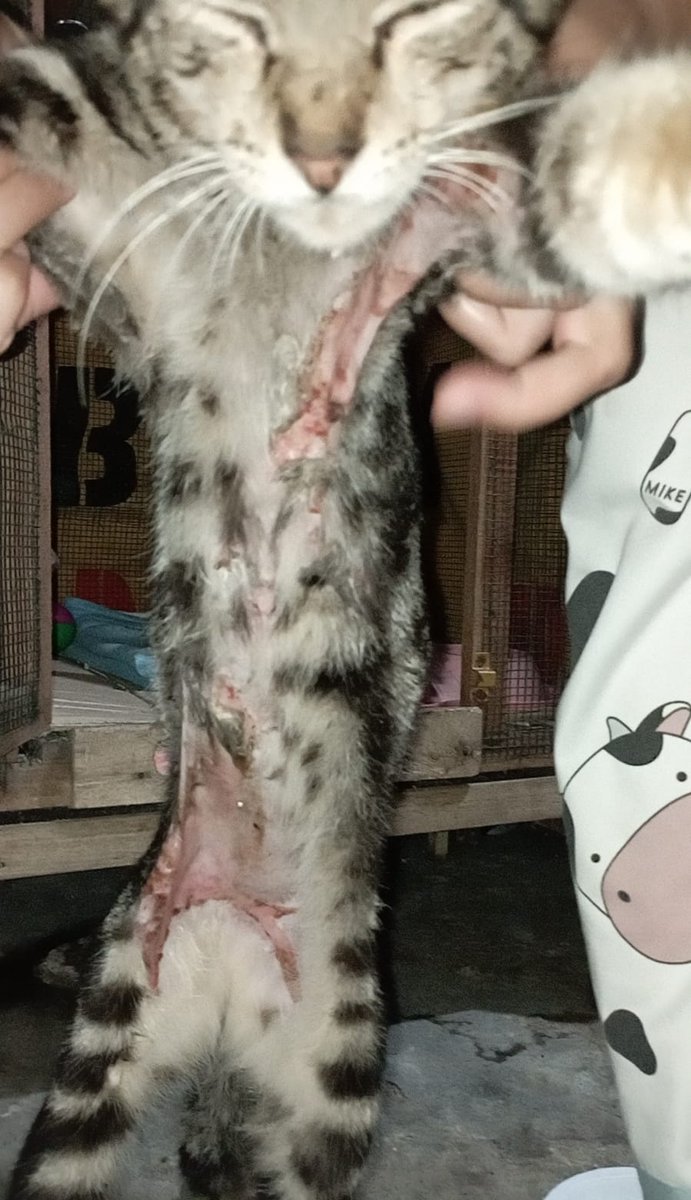 ⚠️ OPEN DONASI⚠️

Warning: Luka terbuka
Maaf sebelumnya mau open donasi pengobatan kucing liar indikasi disiram air panas oknum tak bertanggung jawab