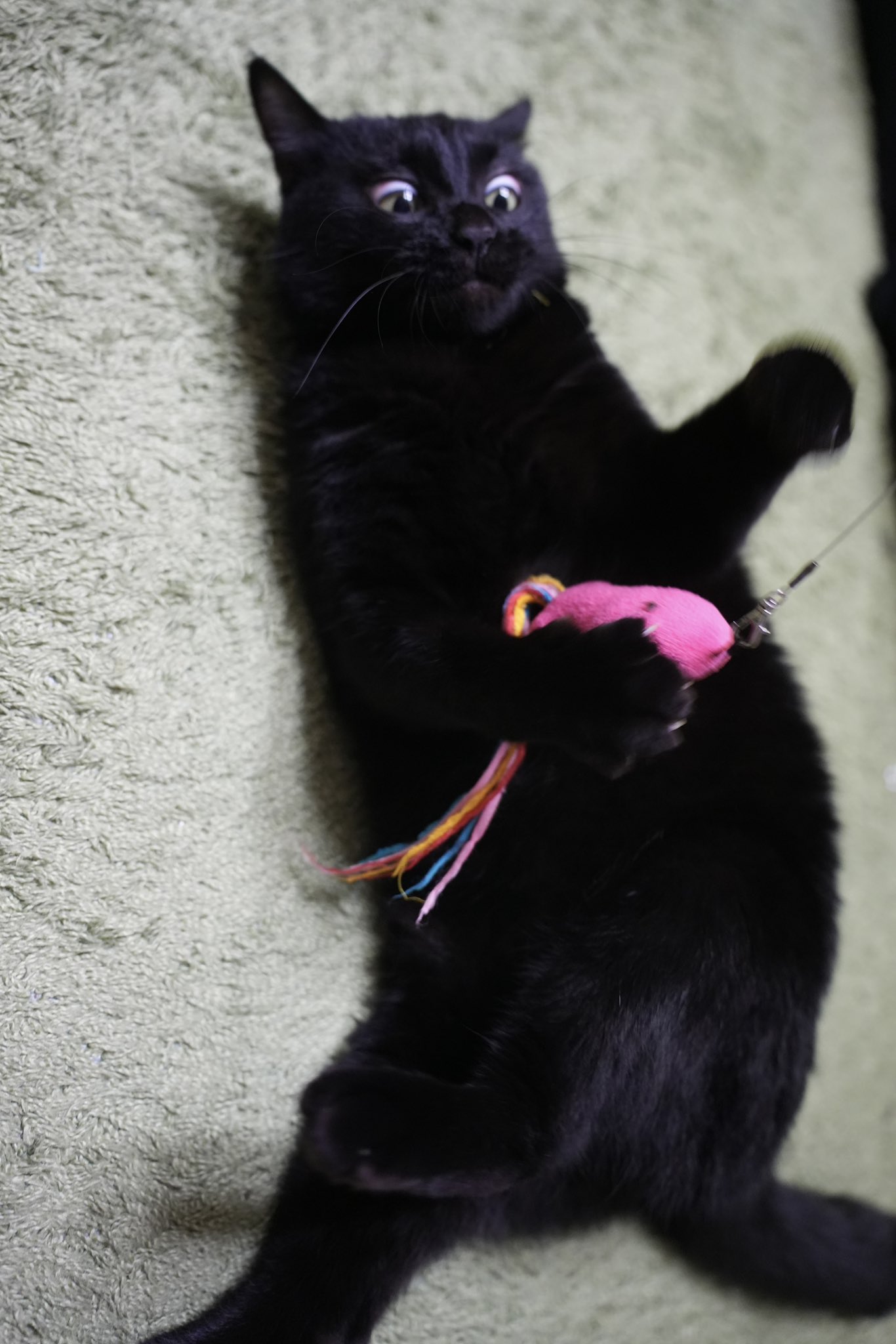 黒猫つくねちゃん太しっぽ on X: 
