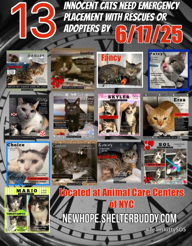 🆘🆘THE 14 POOR CATS BELOW (PLUS POOR KITTEN LYDIA) ARE ALL AT RISK OF EU ON 6/17/25🆘🆘

14 CATS IN TOTAL- POSTER BELOW MISSING PICTURE OF 5 MONTH OLD LYDIA🙏🥺

😟😟MOST URGENT ON LIST ARE MARIO (6X on EPL), CONFETTI (8X on EPL), CHOICE (MEDICAL &amp; 7X on EPL) and BONDED SIBLING-