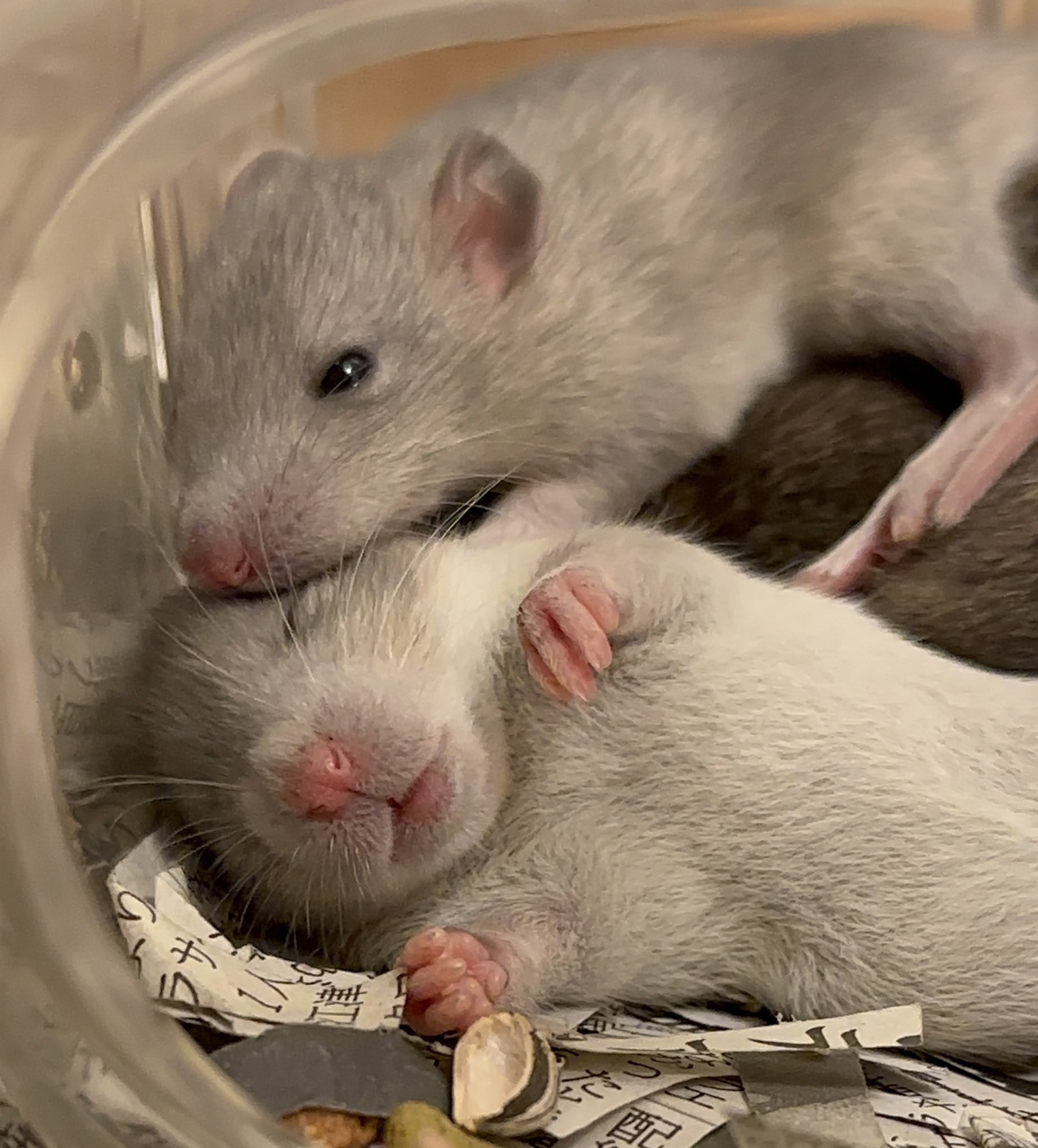 猫とネズミ🐭 on X: 