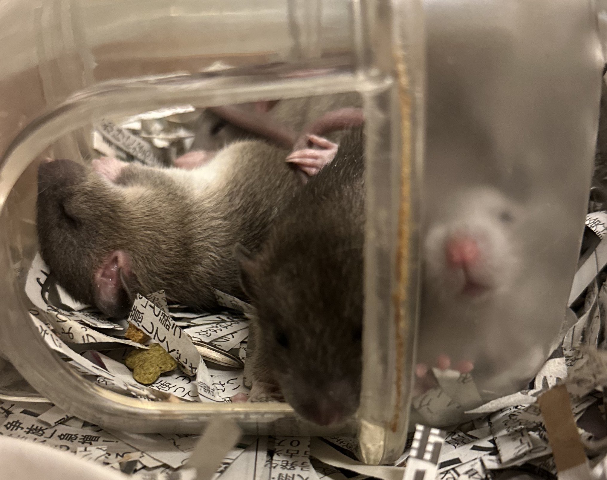 猫とネズミ🐭 on X: 