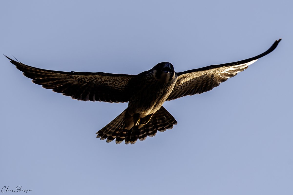 It was worth getting to Cromer for 4.30am to capture this gorgeous underlit shot of a juvenile