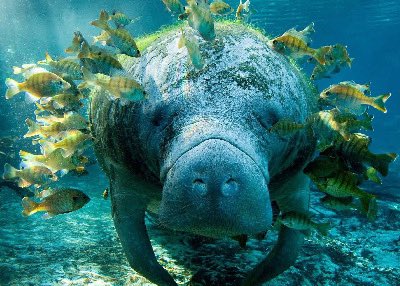 TomesReader's tweet photo. #CoastalCreaturesSL
#BlueBiodiversitySL
#Dugongs also called “sea cows”—are rare marine mammals historically found in Sri Lankan waters, in the Gulf of Mannar & Palk Bay. However, sightings are extremely rare today due to habitat loss, hunting, and declining seagrass meadows. https://t.co/Iu8cUFMfC4