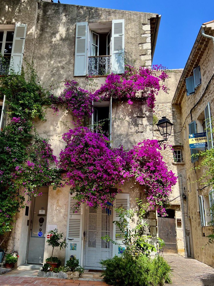 MagnificaLounge's tweet image. Le Fleurs du Bien…
#flowers #walls #streetphoto 
📷@BrigitteB55