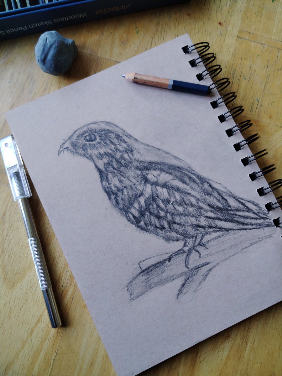 AilinKee's tweet image. Hmm.. My interpretation of a Nightjar.. 😊. #birdsmatter