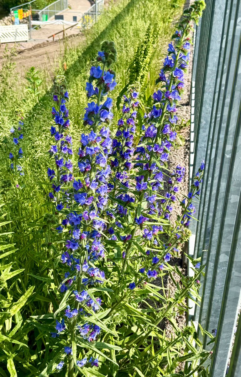 Neidonkieli muistuttaa, että kieli ei aina tarvitse sanoja. Se puhuu läsnäolollaan🌸 Sinisyys on sekä kaukainen että kutsuva. Horisontti, jonne ei koskaan ylletä, mutta jota kohti katsotaan. Ei koskaan täyty, mutta juuri siksi liikuttaa.

Muotokieli puhuttelee aivan erityisesti🥰