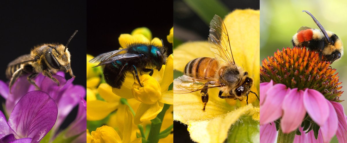 Agricultural Research Service (@usda_ars) on Twitter photo Check out ARS' "Buzz About Bees" portal and podcasts while celebrating these fantastic pollinators during #NationalPollinatorWeek. loom.ly/NICrLzA Check out ARS' "Buzz About Bees" portal and podcasts while celebrating these fantastic pollinators during #NationalPollinatorWeek. loom.ly/NICrLzA