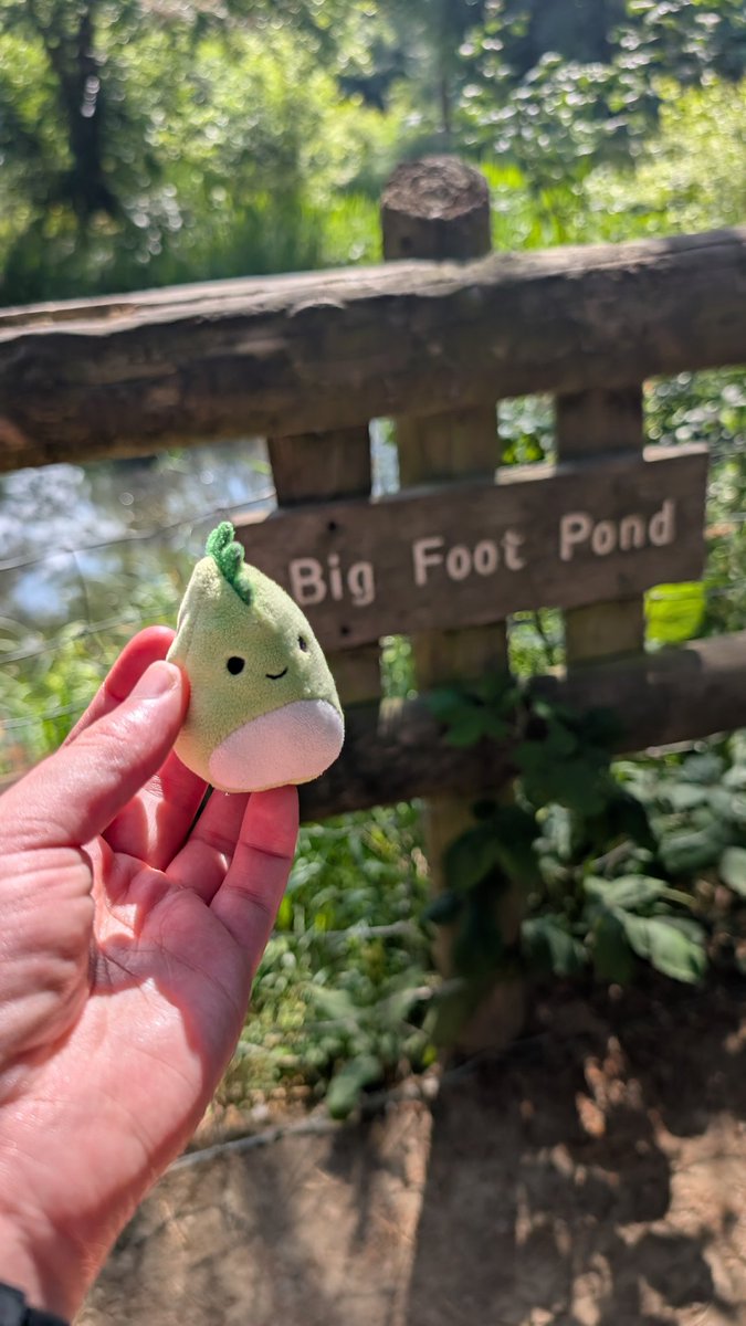 MiniTeenyShteve's tweet photo. Meanwhile mini shteve is having a slightly less exciting day but still enjoyed a shady walk in the woods! https://t.co/icYcgGvfGV