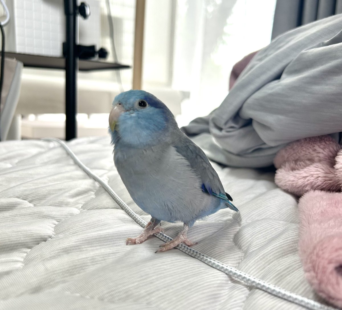 細い線にも一応止まってみようと試みるぽぽすけ