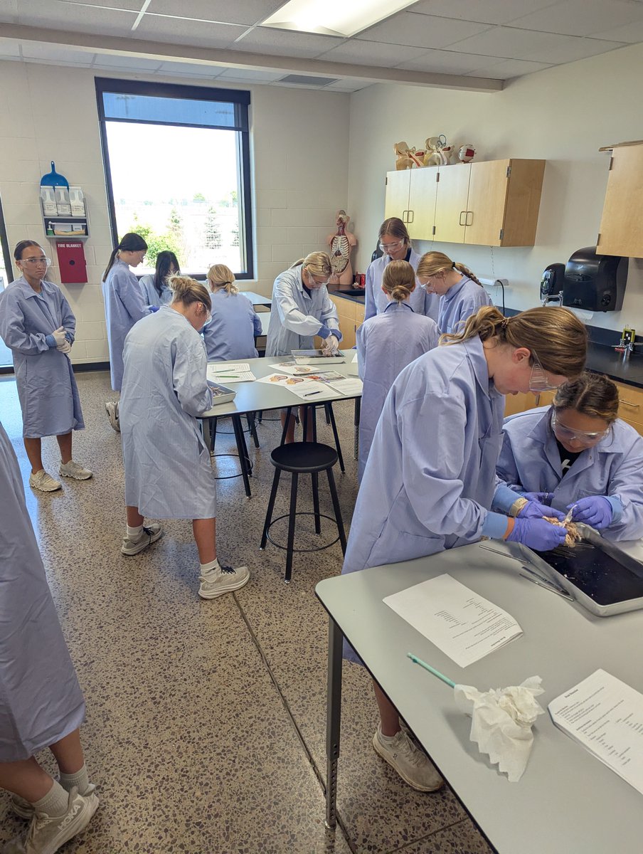 College Anatomy students dissected sheep brains for their nervous system lab. 🧠 🐑