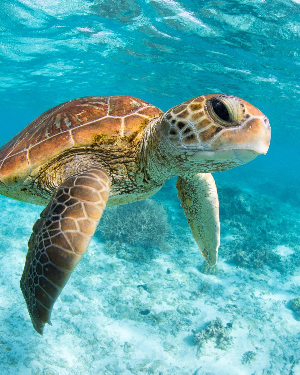 Oceana tweet media