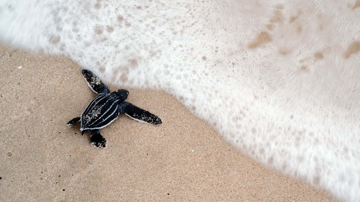 Oceana tweet media
