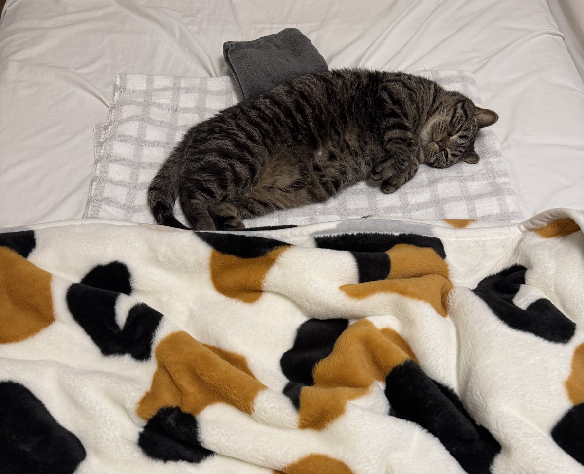 maclemon_cat's tweet photo. 💤 https://t.co/7Uk7J14TJ7