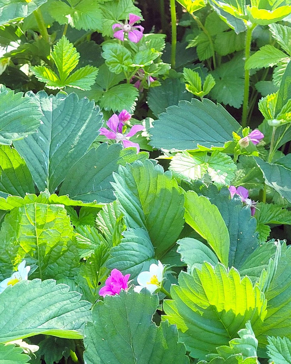 RusticWise's tweet photo. Our pink flowering raspberry shrub and strawberry patch are in bloom. Excited for any fruits they might bring! π
#gardening #garden #inmygarden #raspberry #strawberry #raspberryplant #strawberryplant #growing #gardeninglife #growyourownfoods #gardeningX https://t.co/2UiybvWC3f