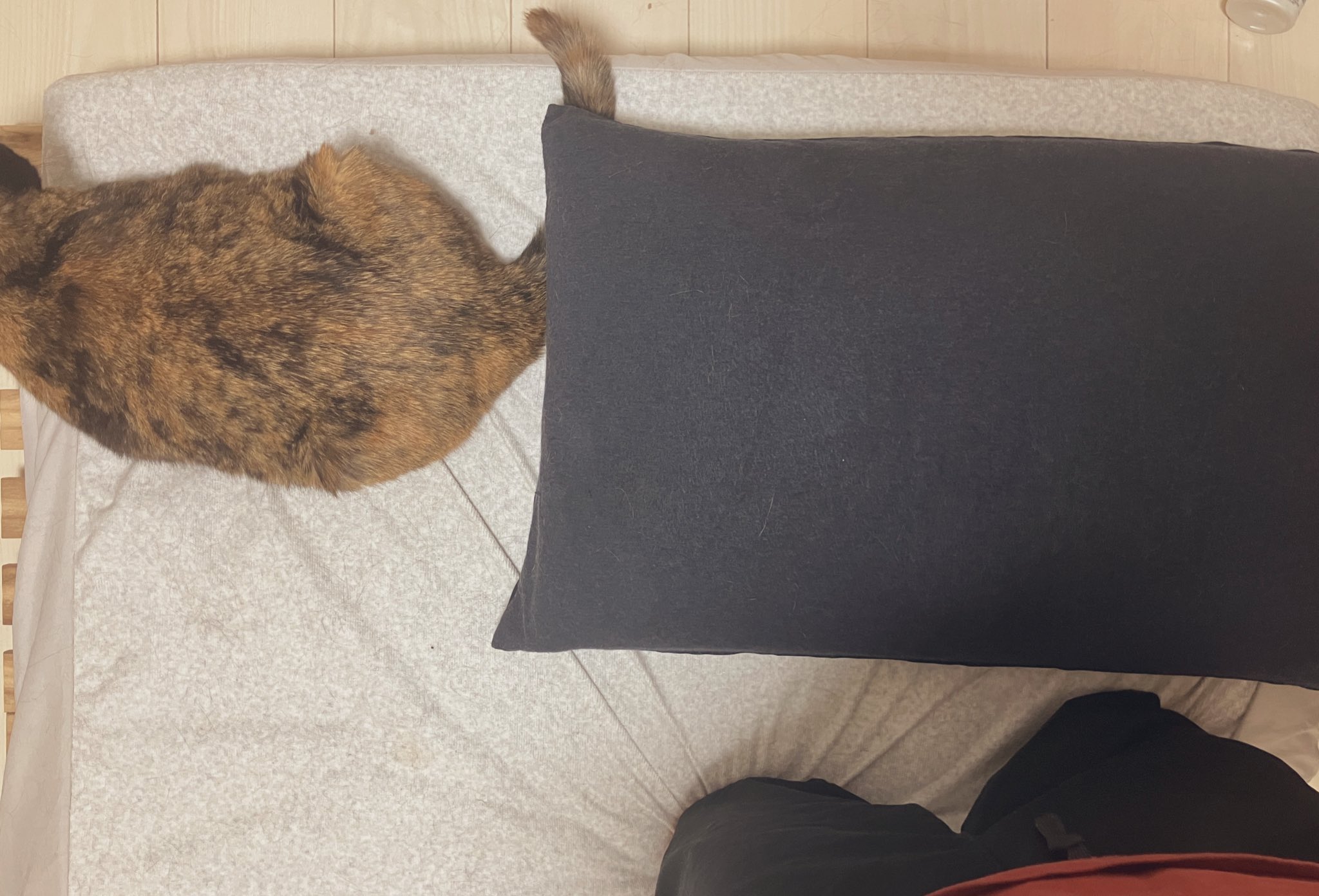 ♡ねむり猫様確認ページ♡ クロム様 ご確認ページ 黒猫ちゃん主役(*´˘`*)♡ - メルカリ