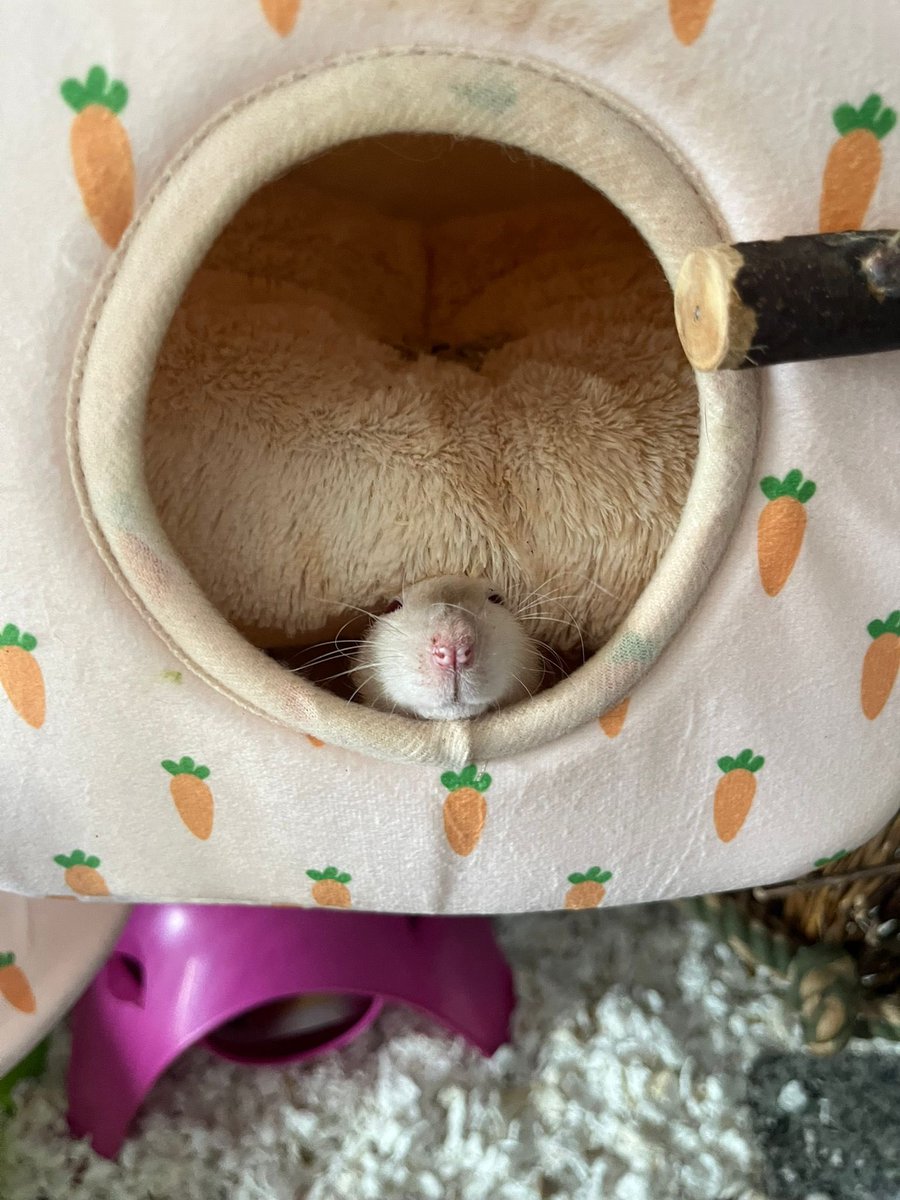 IsaRatties's tweet image. Smol. Tiny, even.