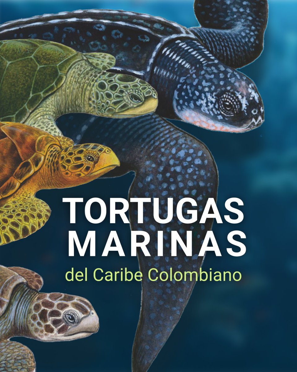 Fundación Omacha tweet media