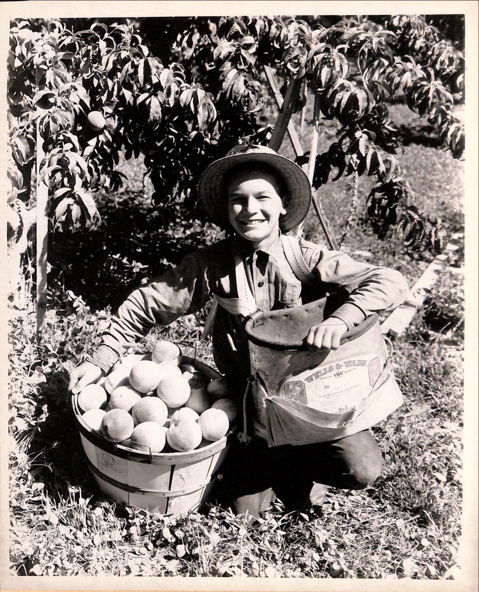 Denver Archives (@denver_archives) on Twitter photo Nothing says summertime like freshly harvested fruit! In 1943, this young farmer picked a bounty at his family's orchard and today is found in our <a href="/usbr/">Bureau of Reclamation</a> Boise Project holdings. Happy summer! Nothing says summertime like freshly harvested fruit! In 1943, this young farmer picked a bounty at his family's orchard and today is found in our <a href="/usbr/">Bureau of Reclamation</a> Boise Project holdings. Happy summer!