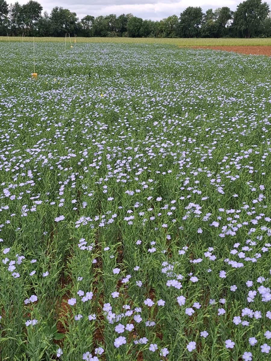 Oxford Agricultural Trials tweet media