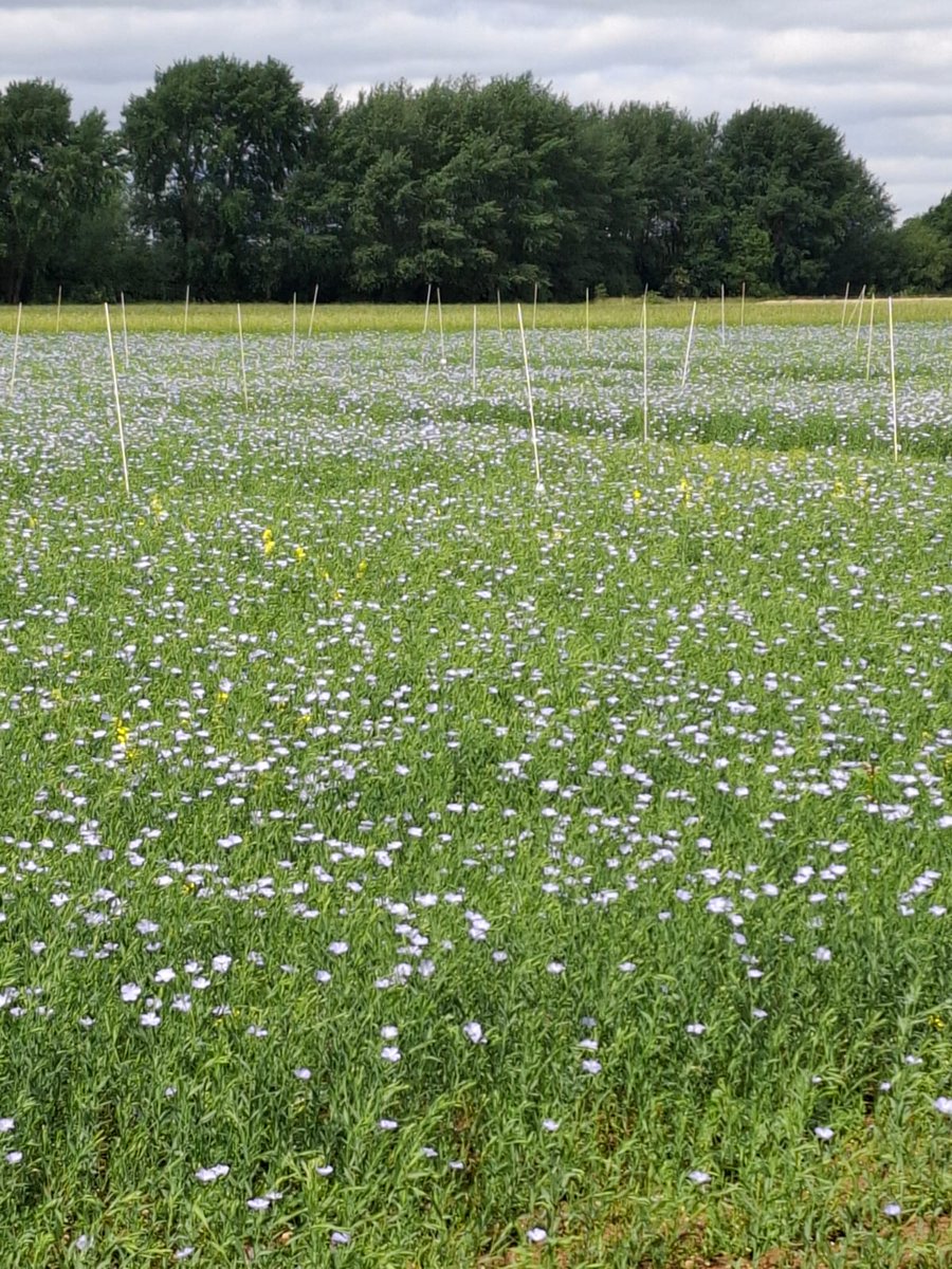 Oxford Agricultural Trials tweet media