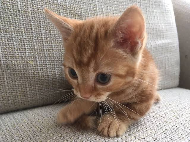 Herkese karşı / Yengenize karşı