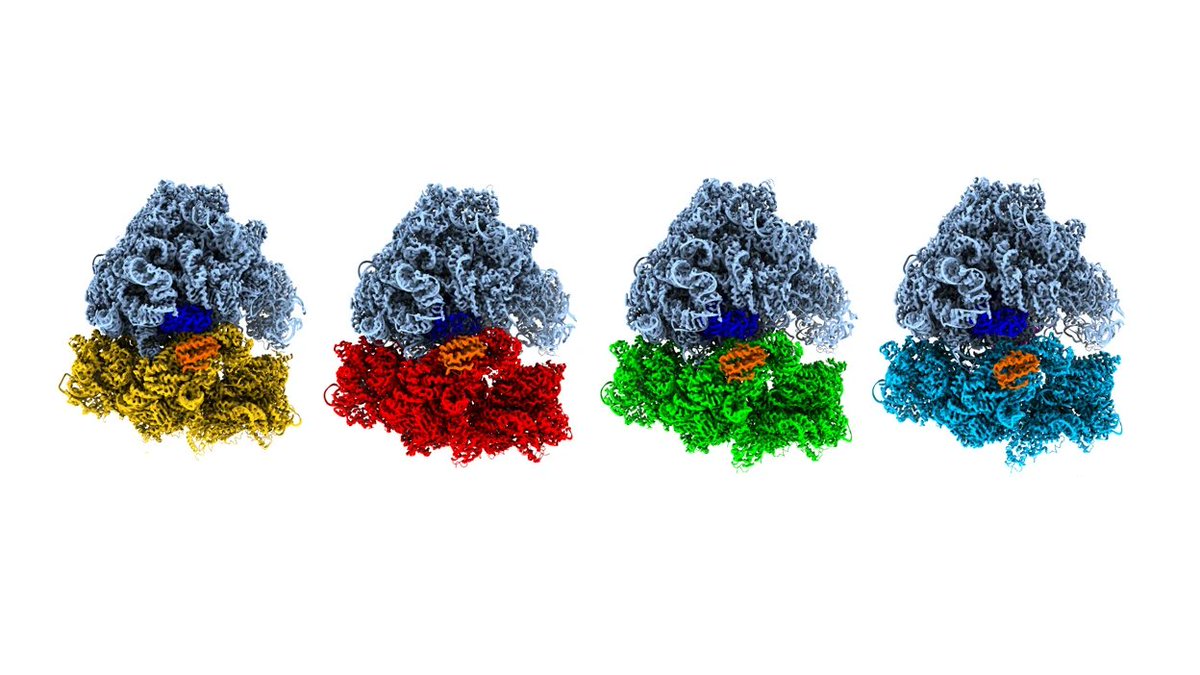 Time‑resolved cryo‑EM now films proteins every 5µs:

⚡️Lasers melt‑revitrify + 💧droplet mix‑and‑spray chips need just 100nL per shot, catching fleeting drug‑ready states 👀👀👀