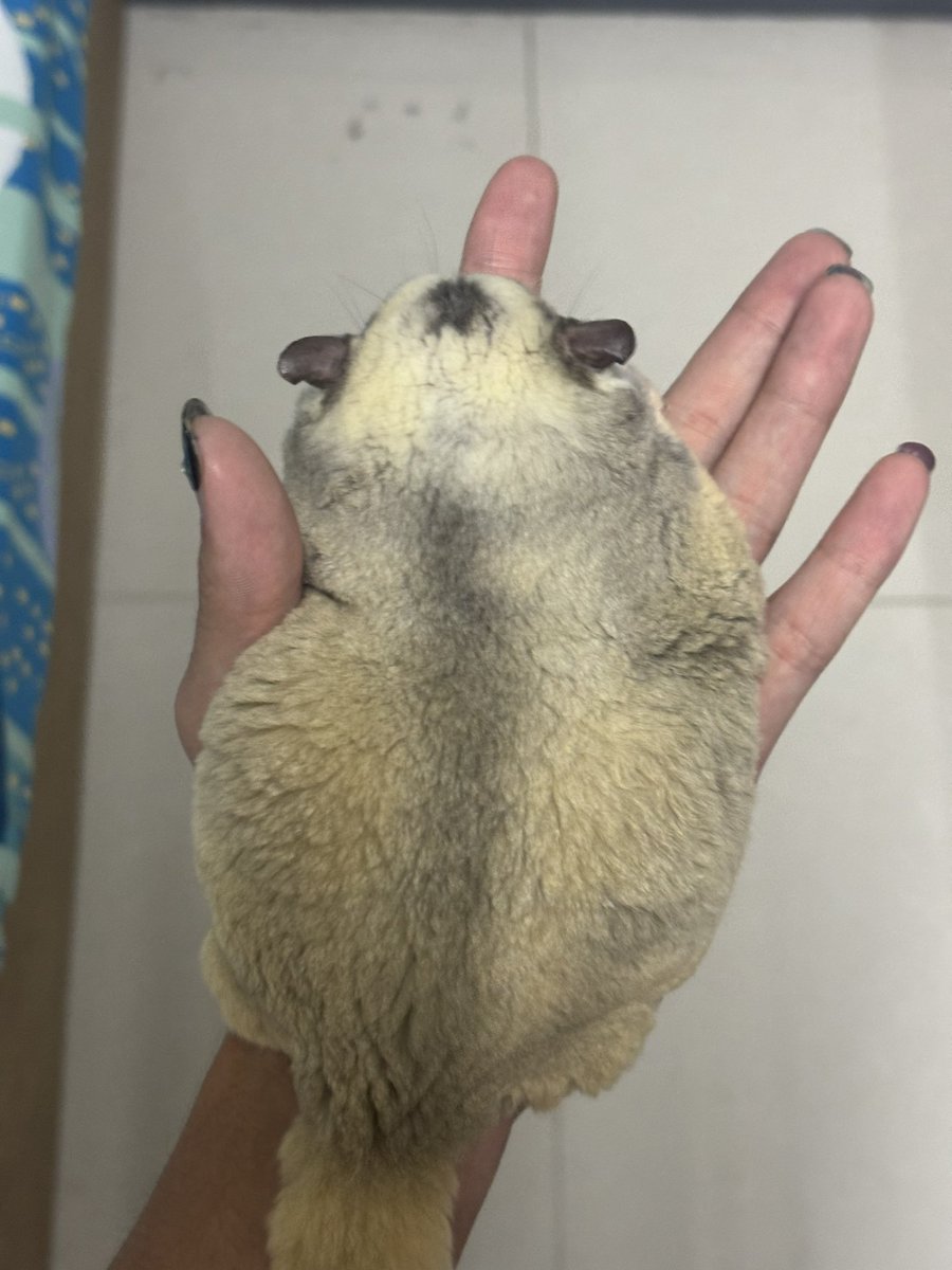 สอบถามวิธีพาน้องลดความอ้วนครับ