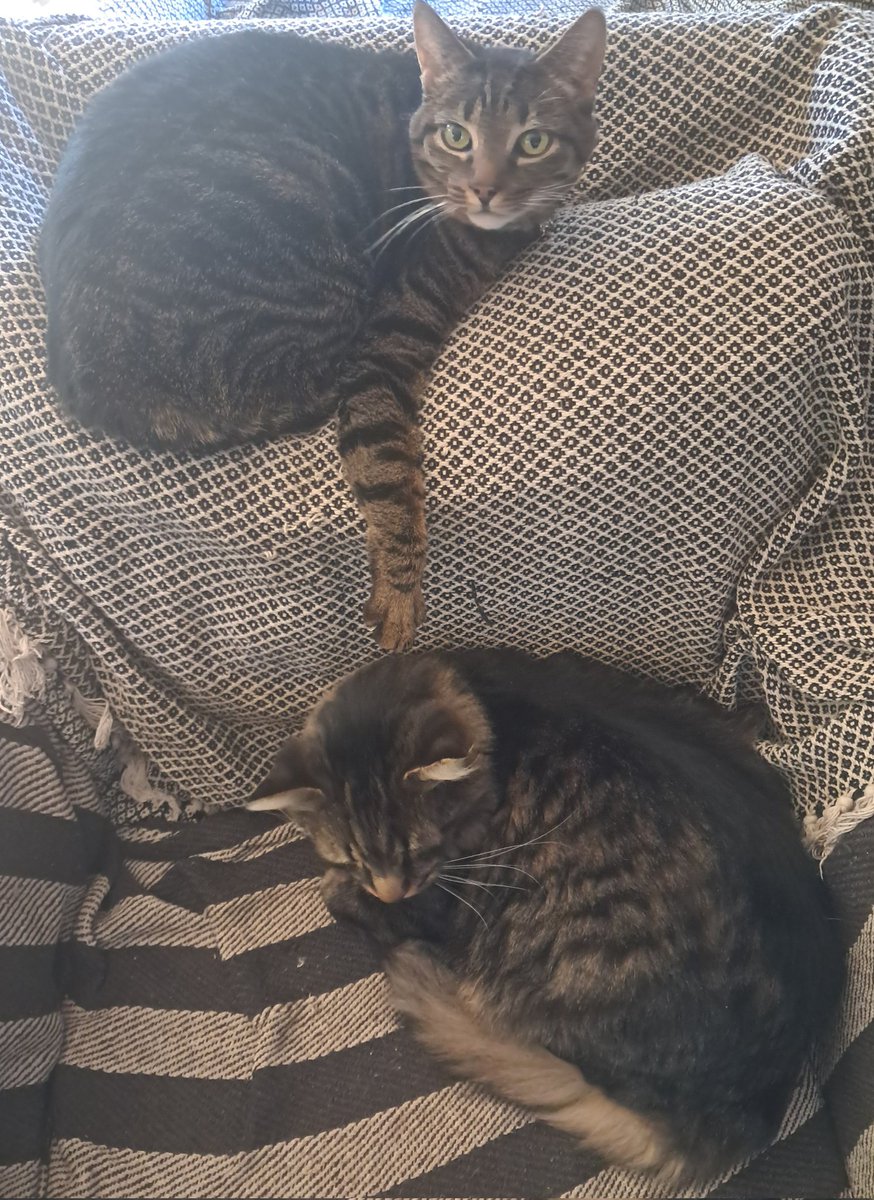 Tabbies in Tandem #SPCA #Rescues #AdoptDontShop