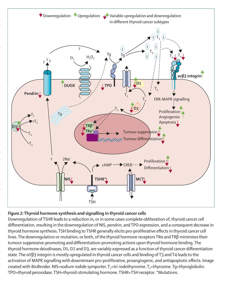 🏥The role of the hypothalamic–pituitary–thyroid axis in thyroid cancer-publicado en The Lancet Diabetes &amp; Endocrinology en enero de 2025.✅
📌 ¿Sabías que el eje hipotálamo–hipófisis–tiroides (HPT) es clave no solo en el diagnóstico, sino también en el pronóstico y tratamiento