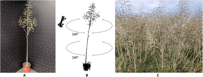 New study uses SHS algorithm for accurate silique segmentation &amp; phenotyping in oilseed rape. Achieves high R2 values for silique number &amp; length, correlating strongly with yield. Promising for breeding! 🌿📈 #AgTech #PlantPhenotyping
Details: doi.org/10.34133/plant…