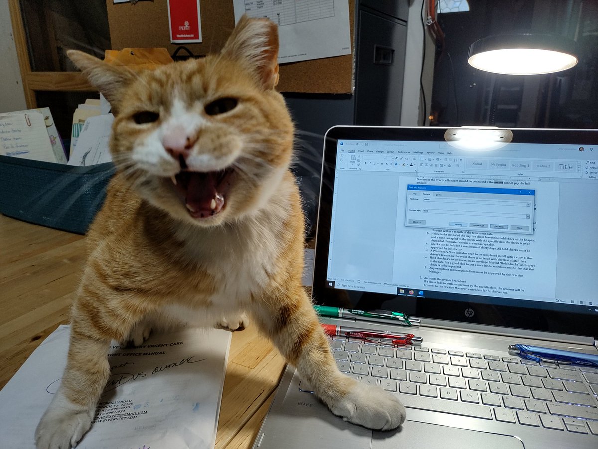 djvchris's tweet photo. @TheStourbridge Sunshine, 13 years old. My cuddle buddy, office assistant, and goofiest cat I've ever owned! A true ginger 😻 https://t.co/4ETSBC8KAp