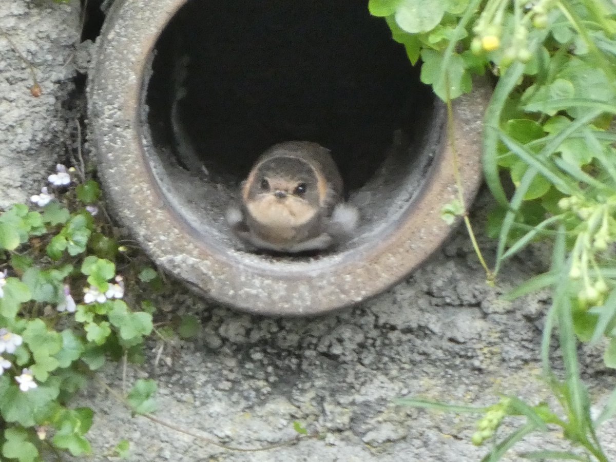 Young Sand Martin peering out of a drainage pipe over the Leeds-Liverpool Canal at Shipley today 😀
#riparia