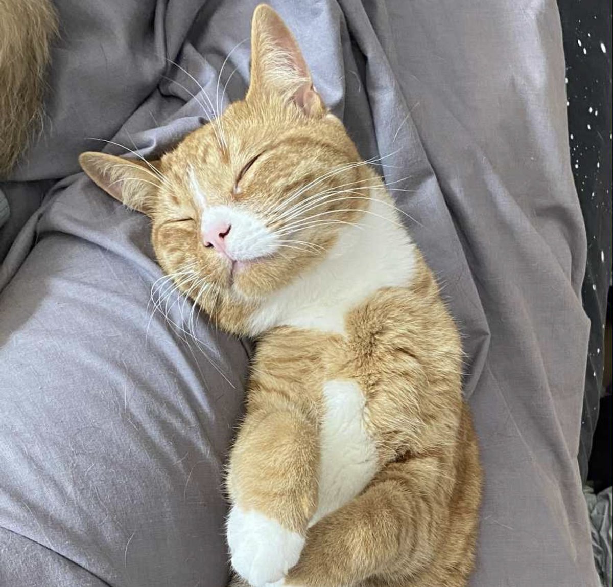 I know I’m biased <a href="/SusanCalman/">Susan Calman</a> but how braw is our big ginger fella Cooper?