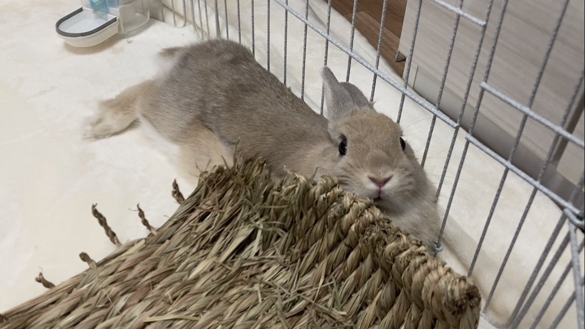 きなこ(呟き主：とん) tweet media