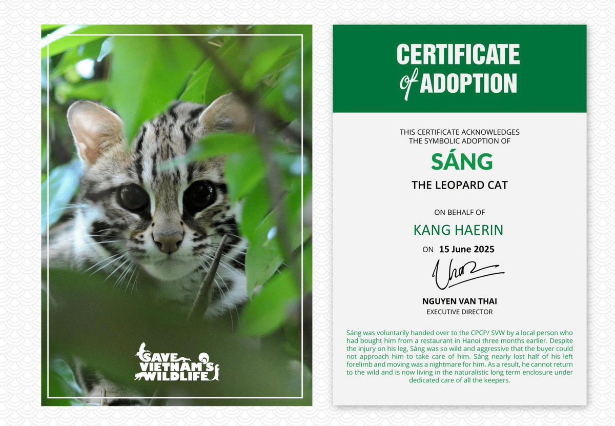esphrn's tweet photo. As part of Haerin’s 2025 birthday project, Sáng - a jungle cat in SVW’s rescue program will be sponsored in her name. The sponsorship covers fresh food, medical care, enrichment toys, and habitat upgrades 💚 https://t.co/zwDZjqXx4D