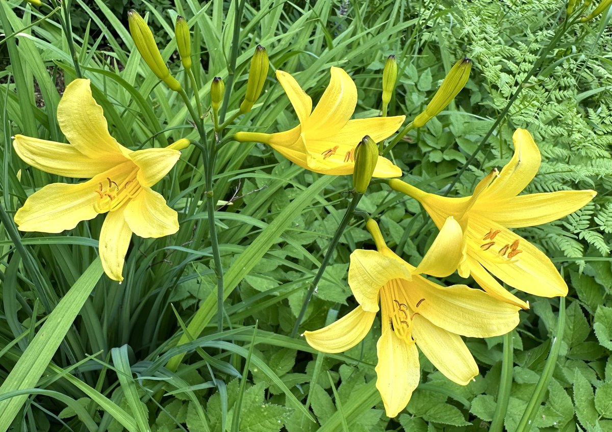 +24˚C today. A new week begins and my Midsummer roses attract many insects and the first day lilies are in bloom. 
For breakfast: sourdough rye bread with cucumber, mackerel in tomato sauce and an omelette with cherry tomatoes, feta, prosciutto crudo and cherries, orange, coffee.
