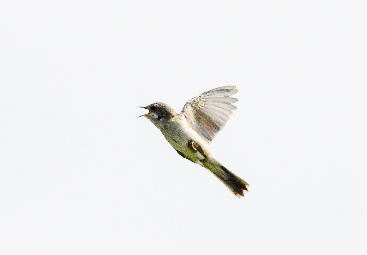 Keith Davison (@badgeman49) on Twitter photo Common Whitethroat on Teesside today <a href="/teesbirds1/">teesbirds</a> <a href="/DurhamBirdClub/">Durham Bird Club</a> <a href="/Natures_Voice/">RSPB</a> <a href="/BBCSpringwatch/">BBC Springwatch</a> <a href="/bbcwildlifemag/">BBCWildlifeMagazine</a> Common Whitethroat on Teesside today <a href="/teesbirds1/">teesbirds</a> <a href="/DurhamBirdClub/">Durham Bird Club</a> <a href="/Natures_Voice/">RSPB</a> <a href="/BBCSpringwatch/">BBC Springwatch</a> <a href="/bbcwildlifemag/">BBCWildlifeMagazine</a>