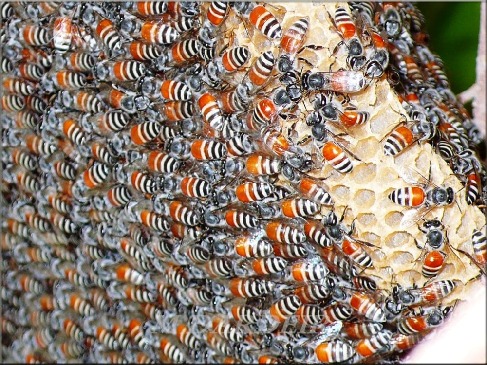 41 ألف كجم إنتاج العسل بالظاهرة في 2024
#جريدة_عمان 

 omandaily.om/article/1180647