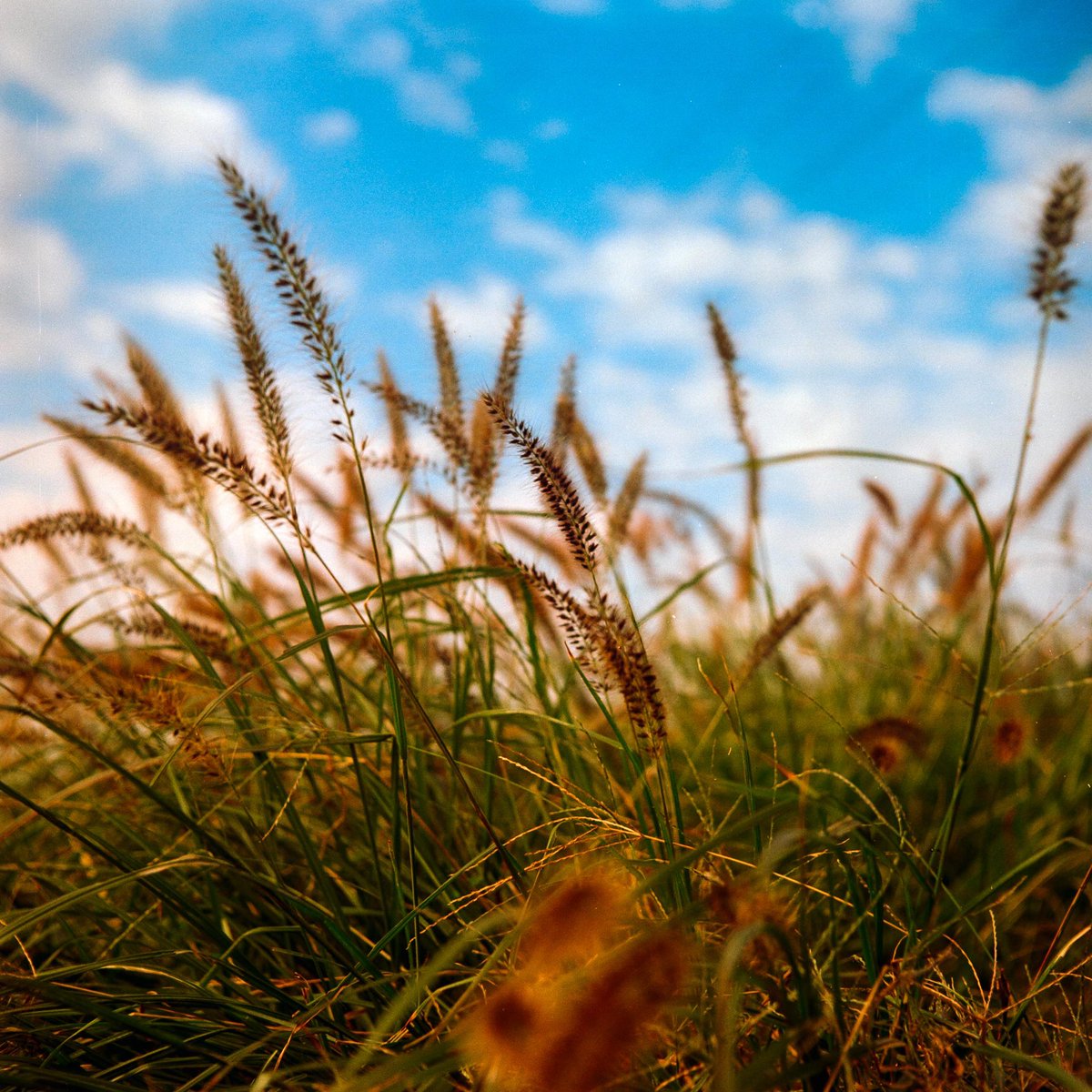 kurara7122's tweet image. 今度はロモの100！
ポートラとは別の世界。

ROLLEI CORD Ⅲ
Lomography100
#国産中判フィルム写真展
#オール中判フィルムフォトコン

#Lomography #Lomography100 #二眼レフ #ROLLEICORD3 #ROLLEI #ローライ