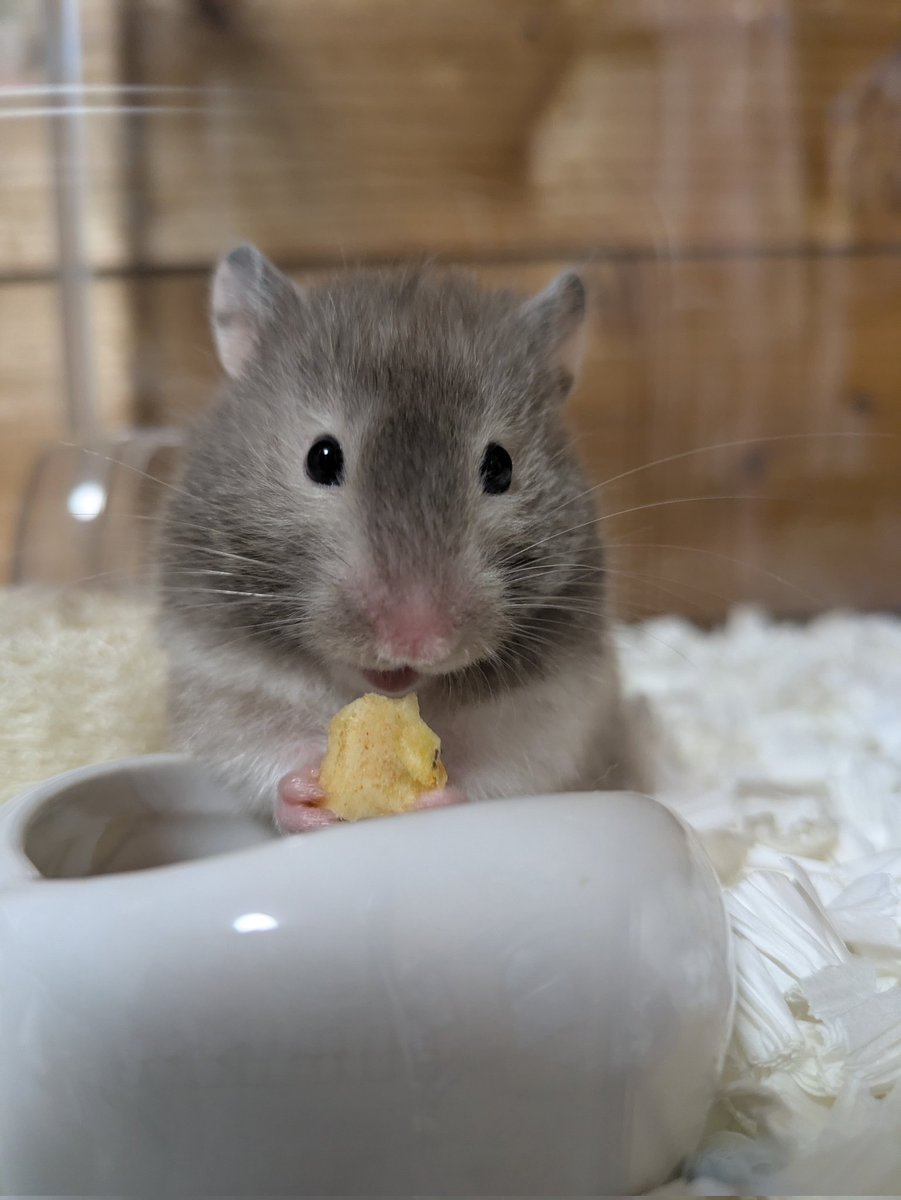 何これうっまー！！！

#ハムスター
#ハムスターのいる暮らし 
#リュネちゃんの日常