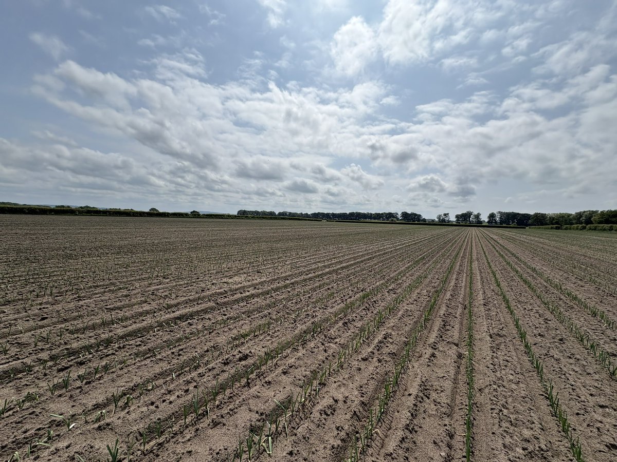 Leeks looking well today on a very humid day <a href="/AgriiUK/">Agrii</a>