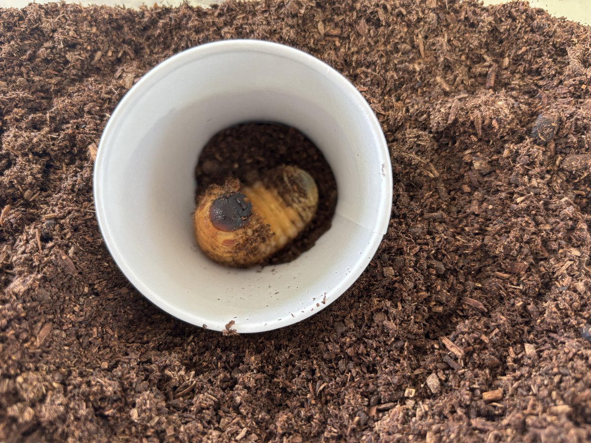 しゃる🌸 tweet media