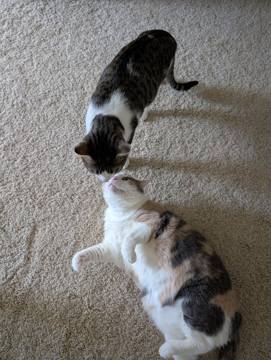 Pennycat333's tweet image. EW EW EW EW EW

stink asse brother try to sniff the me (Skutt butts). on mouf! 
wat tha shindt even ?