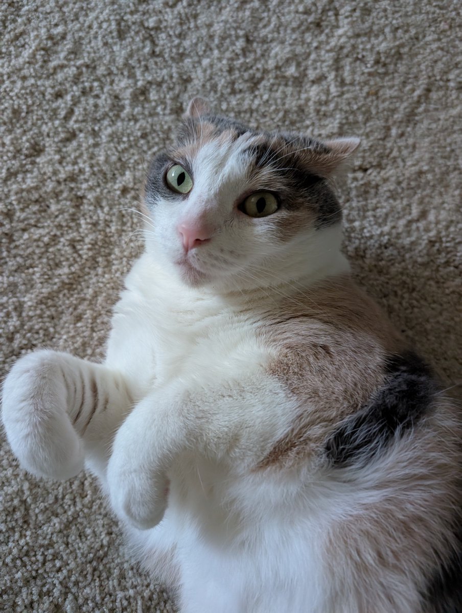 Pennycat333's tweet image. EW EW EW EW EW

stink asse brother try to sniff the me (Skutt butts). on mouf! 
wat tha shindt even ?