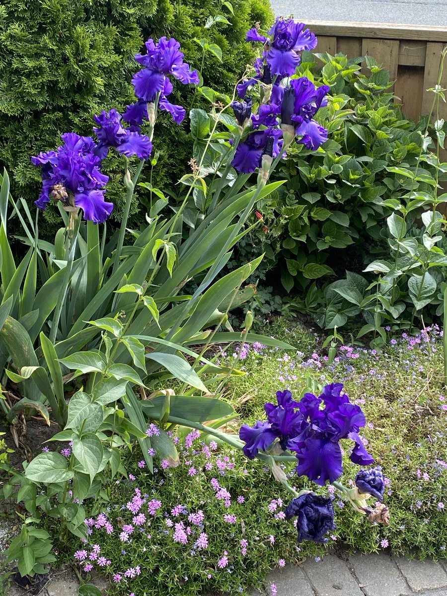 _SamBornstein's tweet image. I love it when these flowers appear in our front garden each spring. 
#eastyork