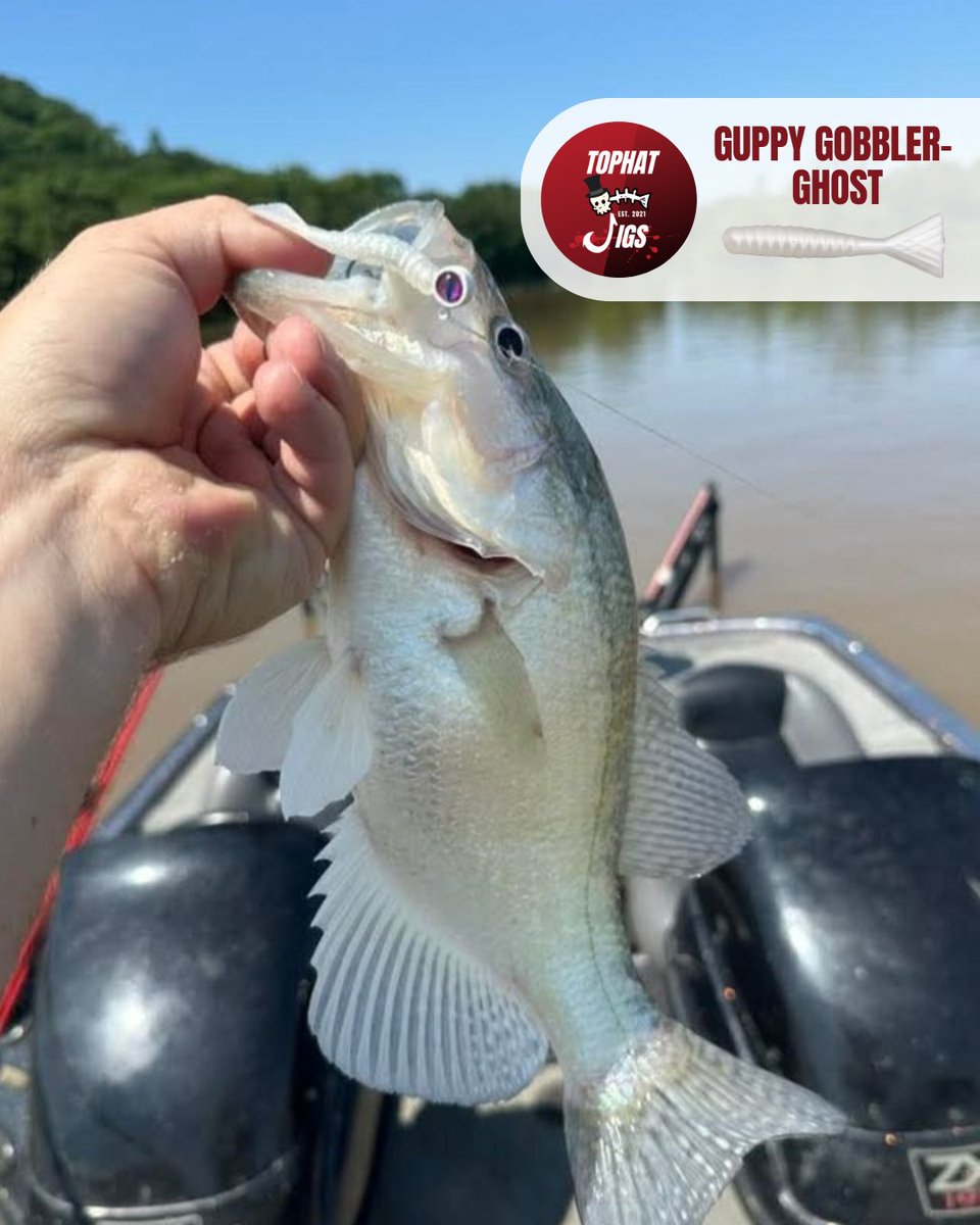 CrappieNow's tweet photo. White isn’t just a color—it’s a proven trigger. Whether it's spring #baitfish runs or fall feeding frenzies, white gets hit hard. 💥 The TOPHAT #Jigs Guppy Gobbler - Ghost packs all that into a compact $3.99 jig that flat-out gets bit.
https://t.co/FiZPMrd4Iv https://t.co/u1LXDfMnwz