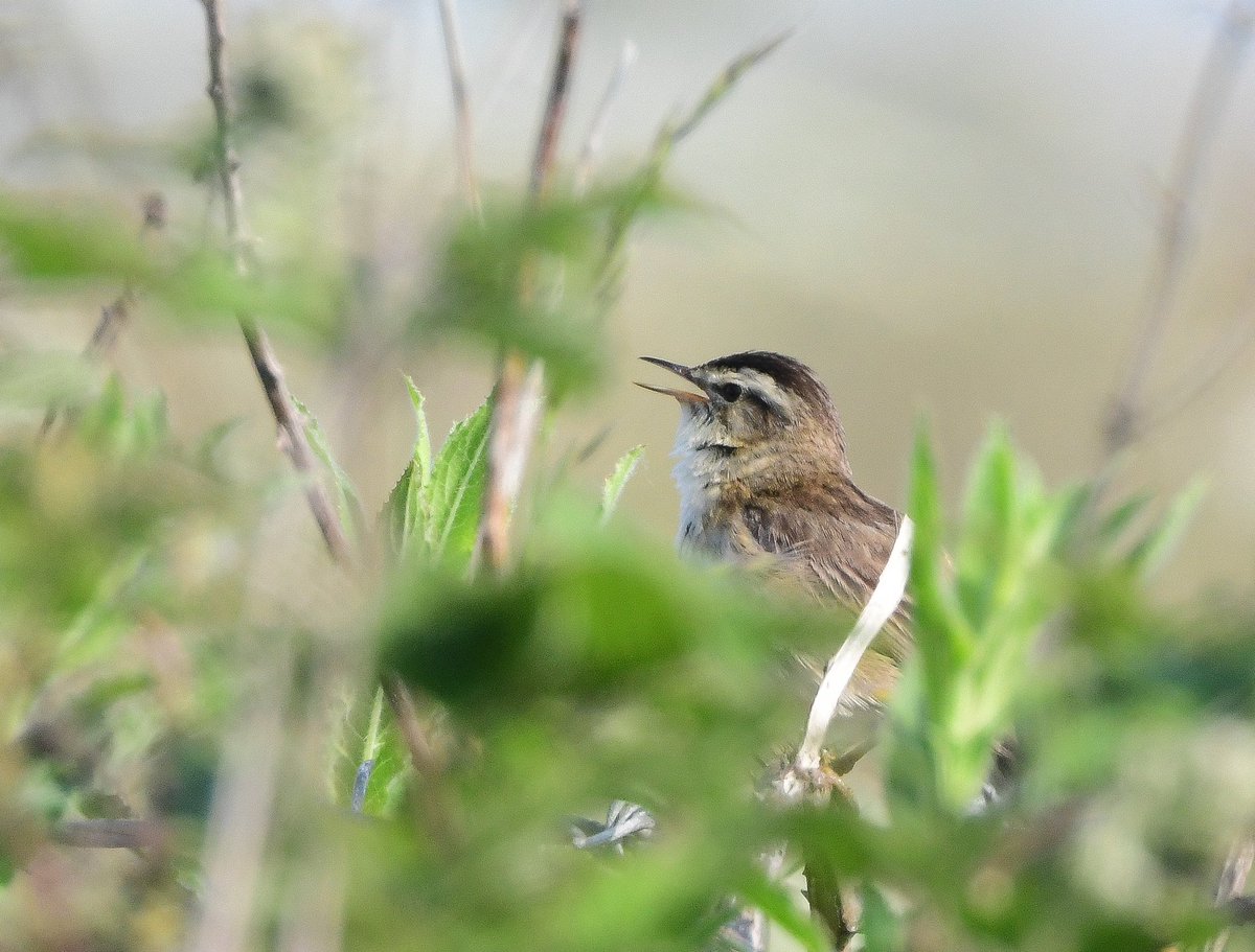 Keith Davison (@badgeman49) on Twitter photo Sedge Warbler on ZWR today <a href="/teesbirds1/">teesbirds</a> <a href="/DurhamBirdClub/">Durham Bird Club</a> <a href="/Natures_Voice/">RSPB</a> <a href="/BBCSpringwatch/">BBC Springwatch</a> <a href="/bbcwildlifemag/">BBCWildlifeMagazine</a> Sedge Warbler on ZWR today <a href="/teesbirds1/">teesbirds</a> <a href="/DurhamBirdClub/">Durham Bird Club</a> <a href="/Natures_Voice/">RSPB</a> <a href="/BBCSpringwatch/">BBC Springwatch</a> <a href="/bbcwildlifemag/">BBCWildlifeMagazine</a>